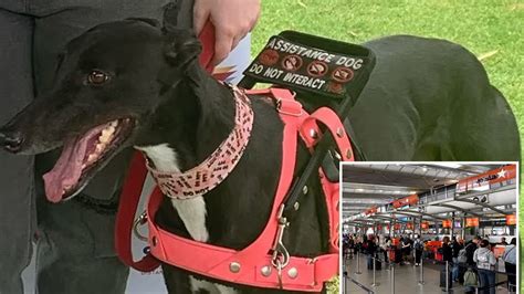 jetstar assistance dogs.